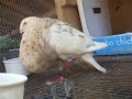 Gaditano Pouter - Carmello