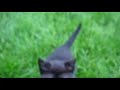 Feral Kittens (Gone wild?)