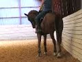 Me and my dressage horse summer06