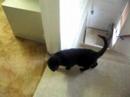 Morgaine, Cinnamon, and Ari