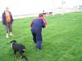 Rottweiler video