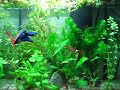 Betta Splendens Betta Splendens