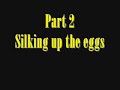 P  Ornata Egg Sac Movie 1