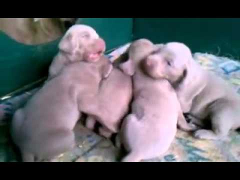 Oliver the Weimaraner ACA registered