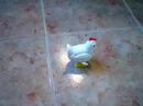 Gallinita