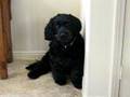 Vito Portuguese Water Dog from Aspen Shelter