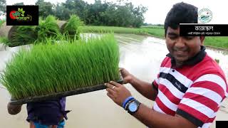 রাইস ট্রান্সপ্লান্টার(Rice Trans-planter)- ধানের চারা রোপন যন্ত্র- শ্রমিক সংকটে অপরিহার্য