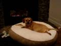 videos de Smiling Fireside Puggle Dog