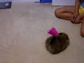 brownie our 2 month old pomeranian