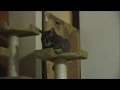 Click here to watch this video 琳太郎日記 ひたすら眠いのだ
