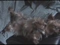Yorkie Dogs Best Comedy Video Yorkie Dogs Best Comedy Video