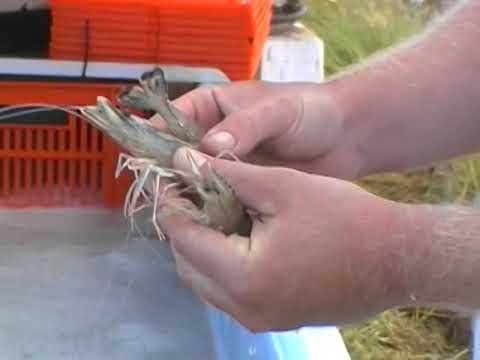 how to harvest shrimp