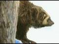 North American Wolverine Vs. Timber Wolf!