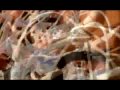 videos de Queen - Bicycle Race