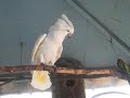 kakadu geschrei