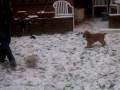 louna et la neige le 23 nov 2008 009.MOV