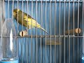 American Singer Canary with Waterslager Sounds