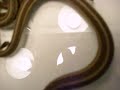 Garter Snake Litter