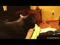Another Dramatic Cat
