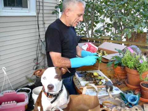 how to harvest english walnuts at home