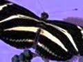 \"Mind Mapping\" music by Butterflies & Zebras \"Mind Mapping\" music by Butterflies & Zebras