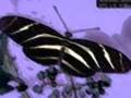 Mind Mapping music by Butterflies & Zebras