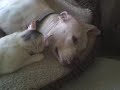 Fiona Nuzzling Daiz