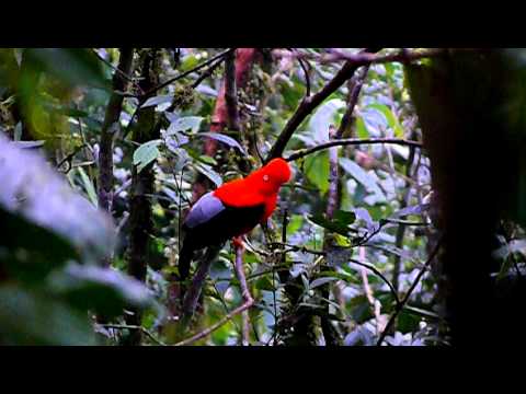 Conozca el Manu desde el lente de un visitante