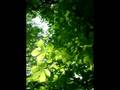 videos de Suddenly I See--Mother Earth