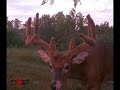 Photo Clip Deer Turkey Photo Clip Deer Turkey