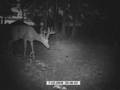 videos de Photo Clip Deer Turkey