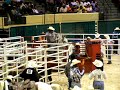 Calf roping at Bill Pickett Rodeo