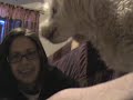 Big Dog Vlog #10
