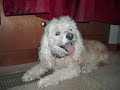 Big Dog Vlog #10