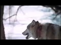 Aerial Hunting in Alaska