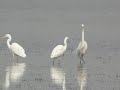 Garcetas Grandes en laguna de la Güera Garcetas Grandes en laguna de la Güera