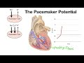 www.interactive-biology.com - In this episode, I talk about how the Pacemaker Potential results in the signal that causes the heart to beat. I show how the greater conductance for Sodium ions in the Pacemaker Cells in the SA Node cause the cells to depolarize, opening voltage-gated Calcium channels when the membrane potential reaches threshold. This results in the action potential. Then Potassium channel open, letting Potassium ions leave, repolarizing the cells. Enjoy! http