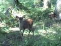 Deer (Part 2) Deer (Part 2)