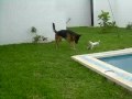 (8) al gato y al raton