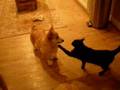 Corgi teases cat