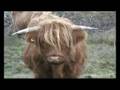 ISLE OF COLL - THE HIGHLAND COOS