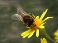Abeille mellifère ; butineuse sur fleur (honeybee on flower)