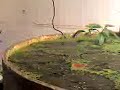 Meu tanque de 400lts plantado com visão frontal da cascata... 