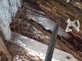 Difference between Termite Damage and Moisture Damage