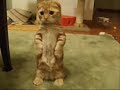 Sweet CAT