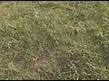 KZ900 Gokart @ the Drag Strip