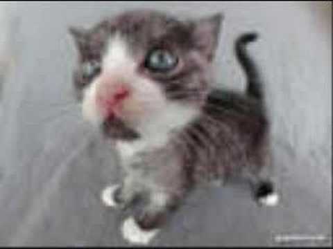Funny Felines! Vol. 6