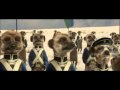 The Battle of Fearlessness - Compare The Meerkat