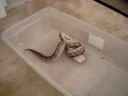 Demi the Dumerils Boa feeding #2