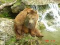 Gonici(zagari)-Rapca Gonici(zagari)-Rapca